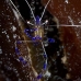 shrimp_cleaner_pederson_dome_nwp_v_0081_tci2029.jpg